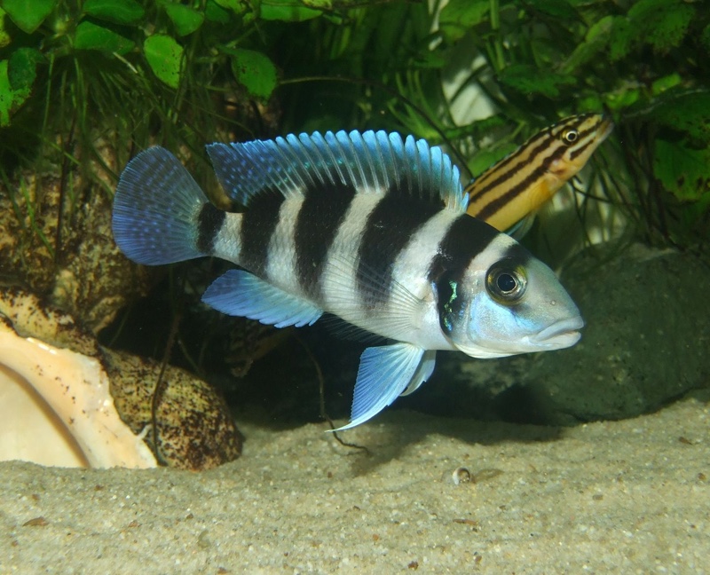Neolamprologus tretocephalus